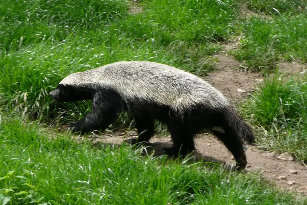 Honey badger