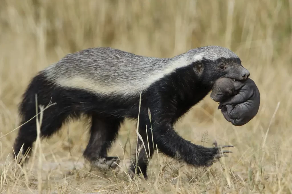 A mother honey badger is carrying her pu