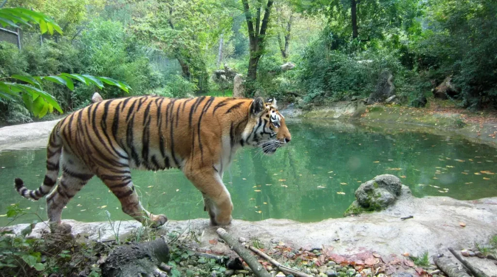 A tiger in forest