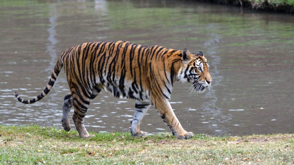 How hydroelectric dams harm big cats: a tiger near water