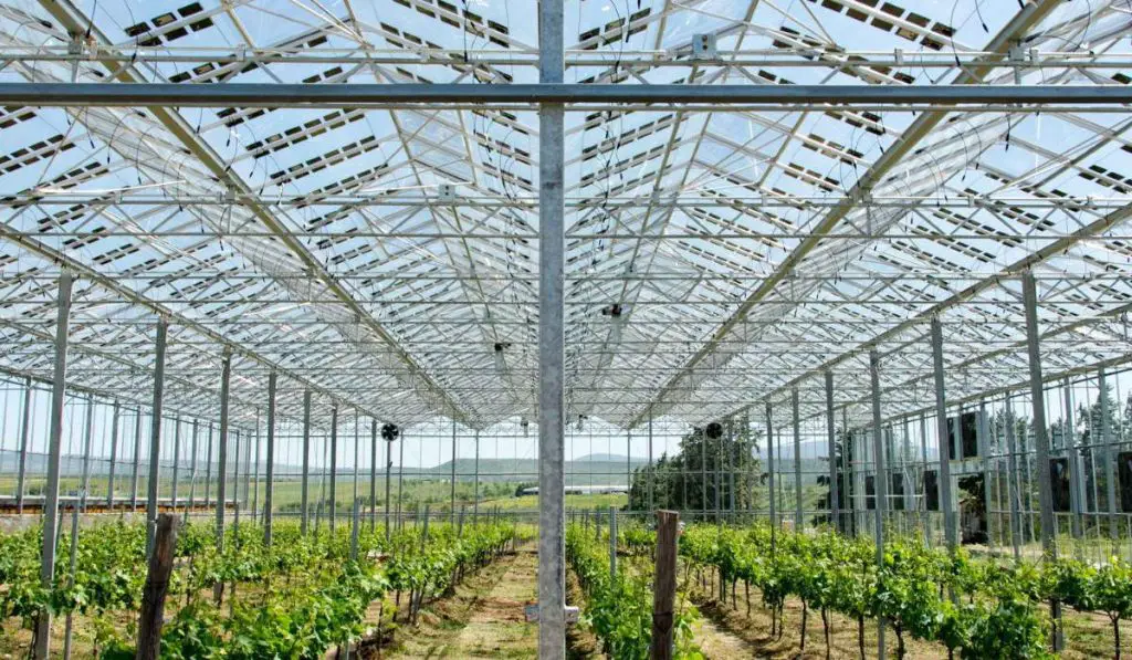 Crops under solar panels