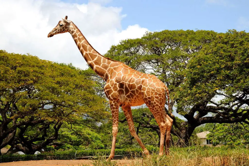 Do giraffes get struck by lightning more often than other animals?