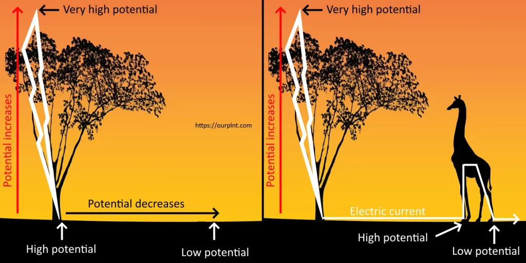 Do giraffes get struck by lightning more often than other animals?