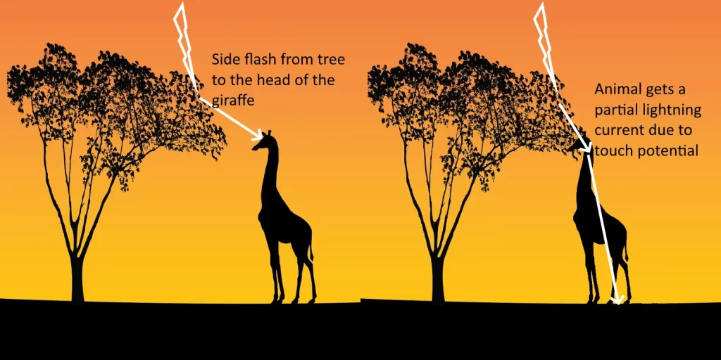 Do giraffes get struck by lightning more often than other animals?