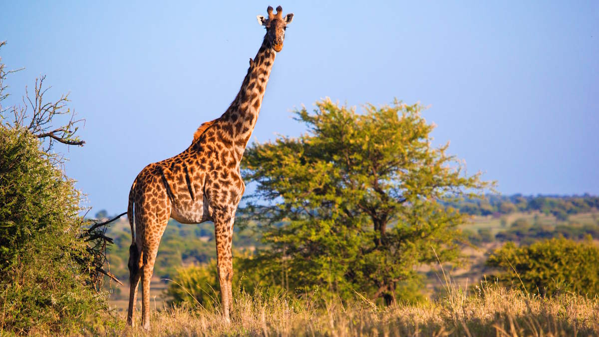 Giraffe on savanna in Serengeti, Tanzania, Africa