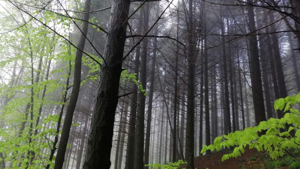 Trees in Belgrad Forest