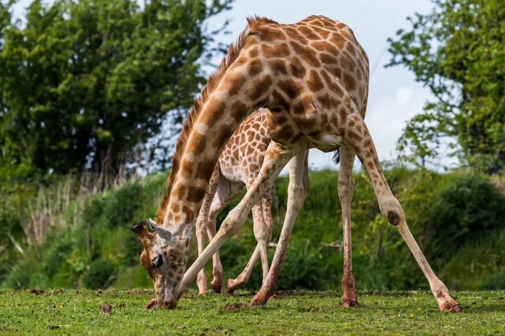 A giraffe splays its forelegs to eat grass.