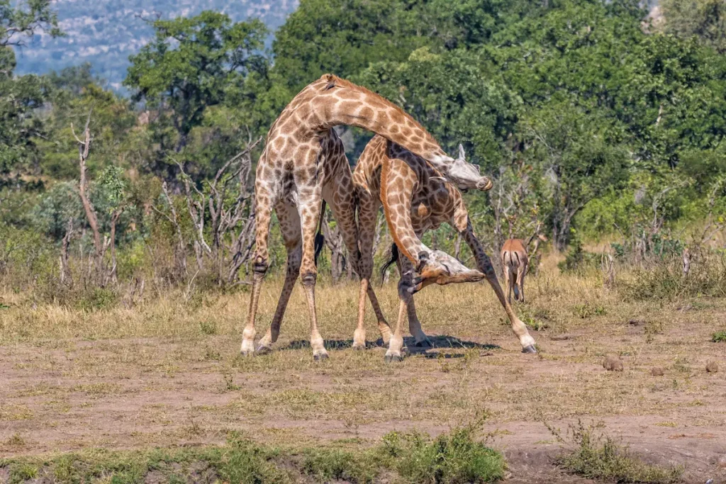 Two bull giraffes fighting with their neck, called necking.