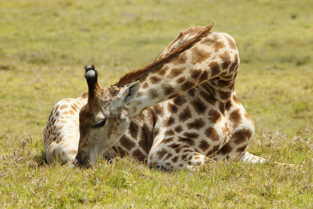 A giraffe is resting