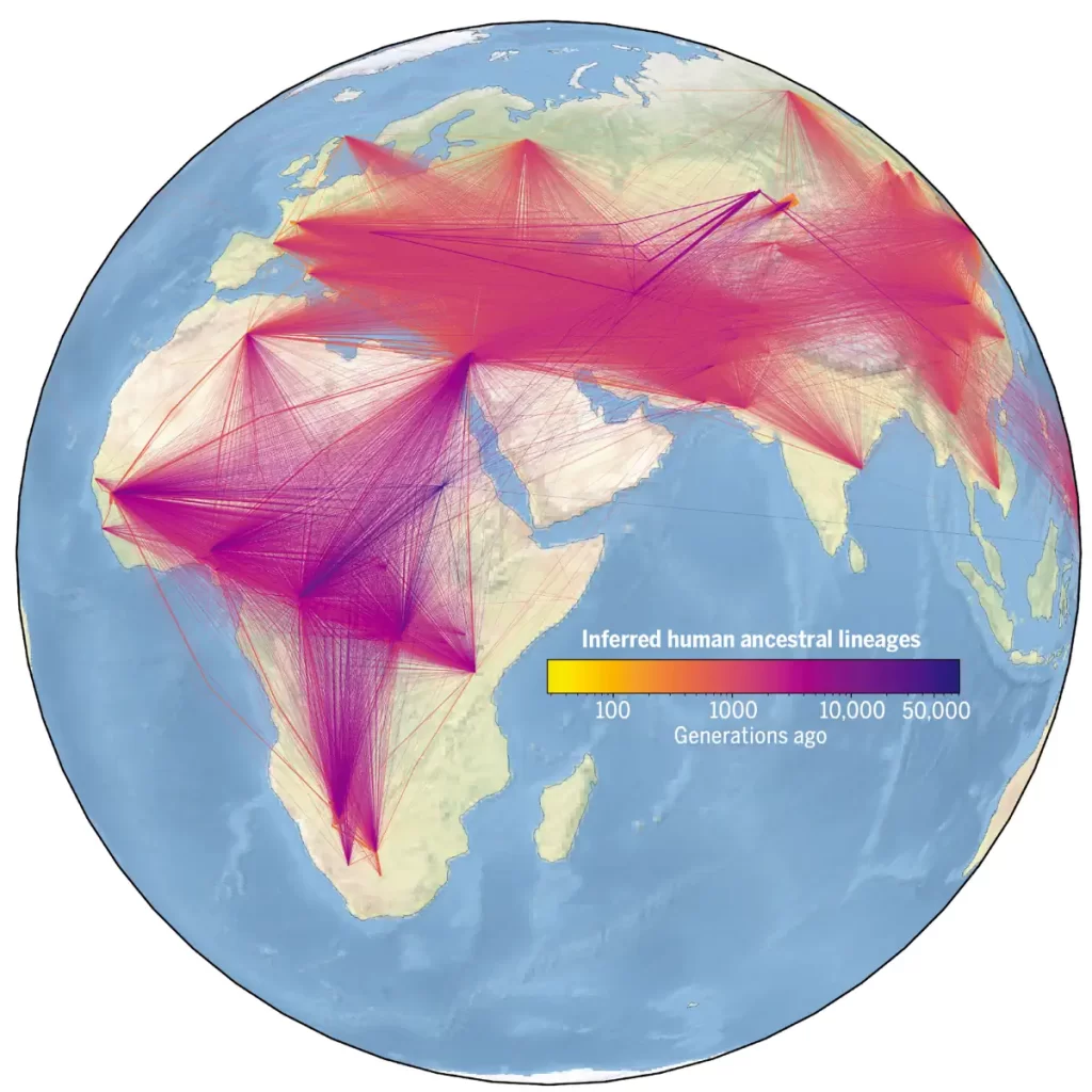 Inferred human ancestral lineages