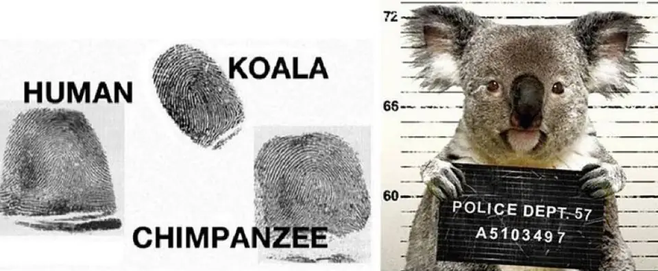 Koala facts - fingerprints