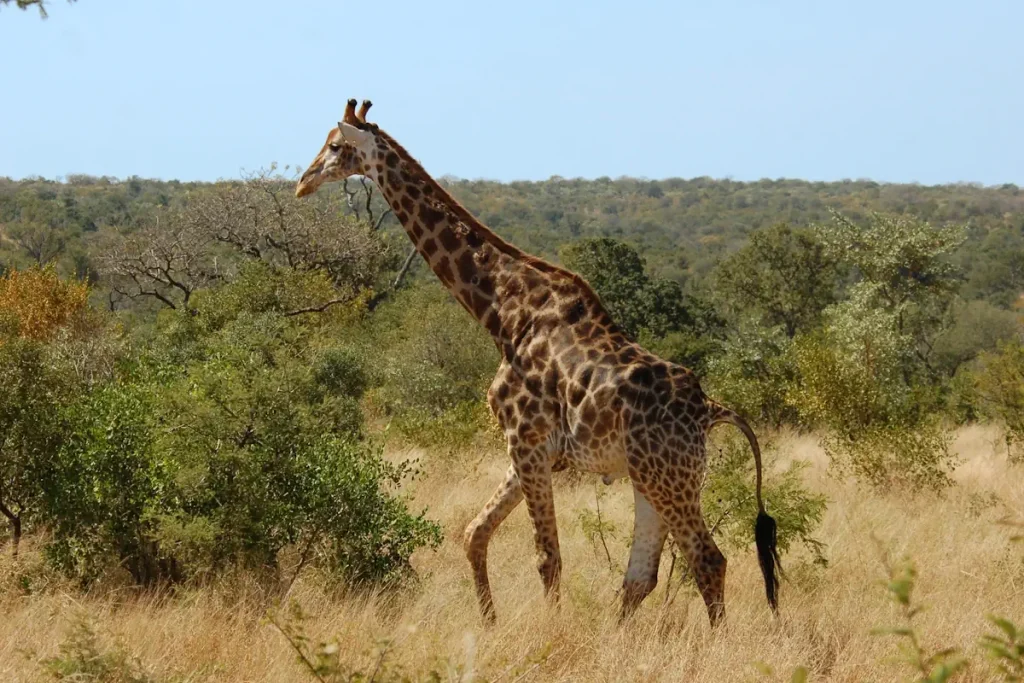 A male giraffe with battle scars on the neck in the bushveld of Kruger Park, South Africa.