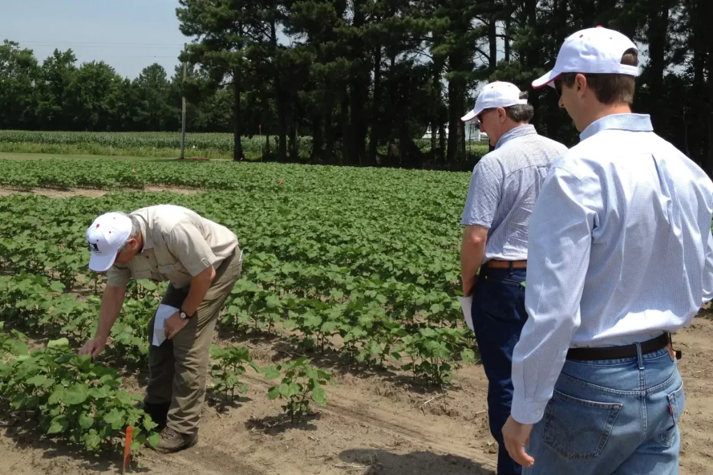 Bioengineered cotton field