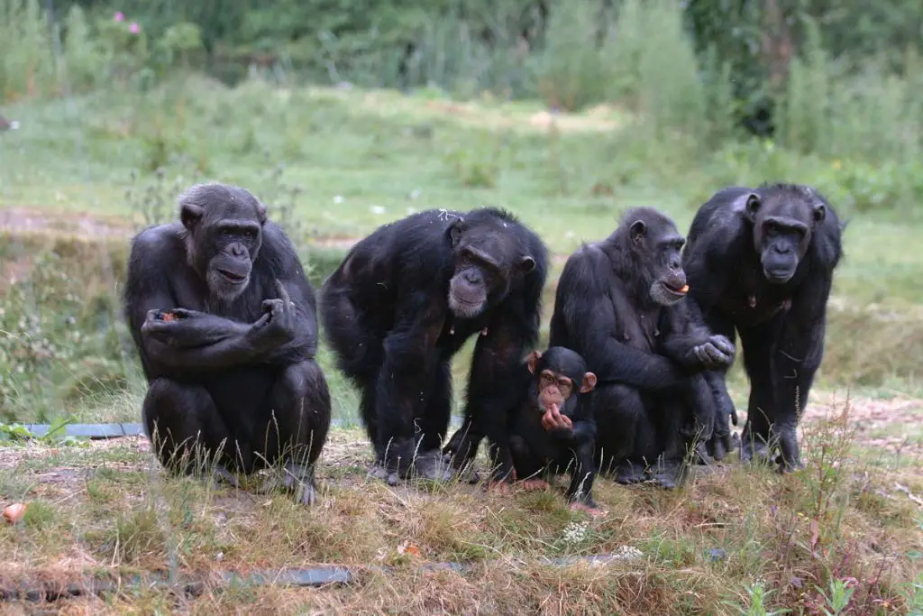 Are monkeys evolving into humans?Chimpanzees