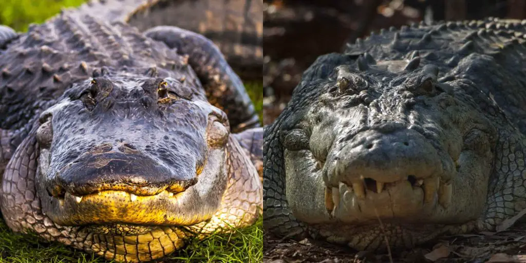 The differences between a crocodile and an alligator