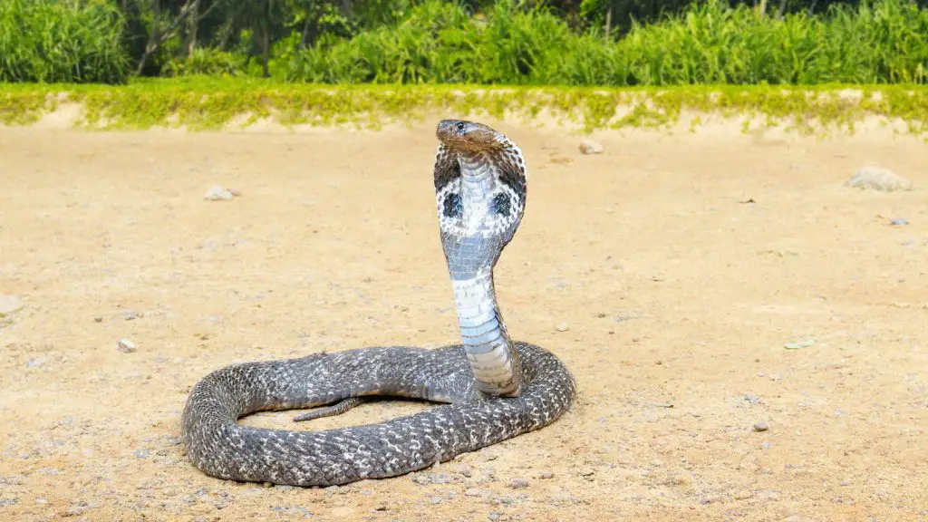 Animals with misleading names: King cobra