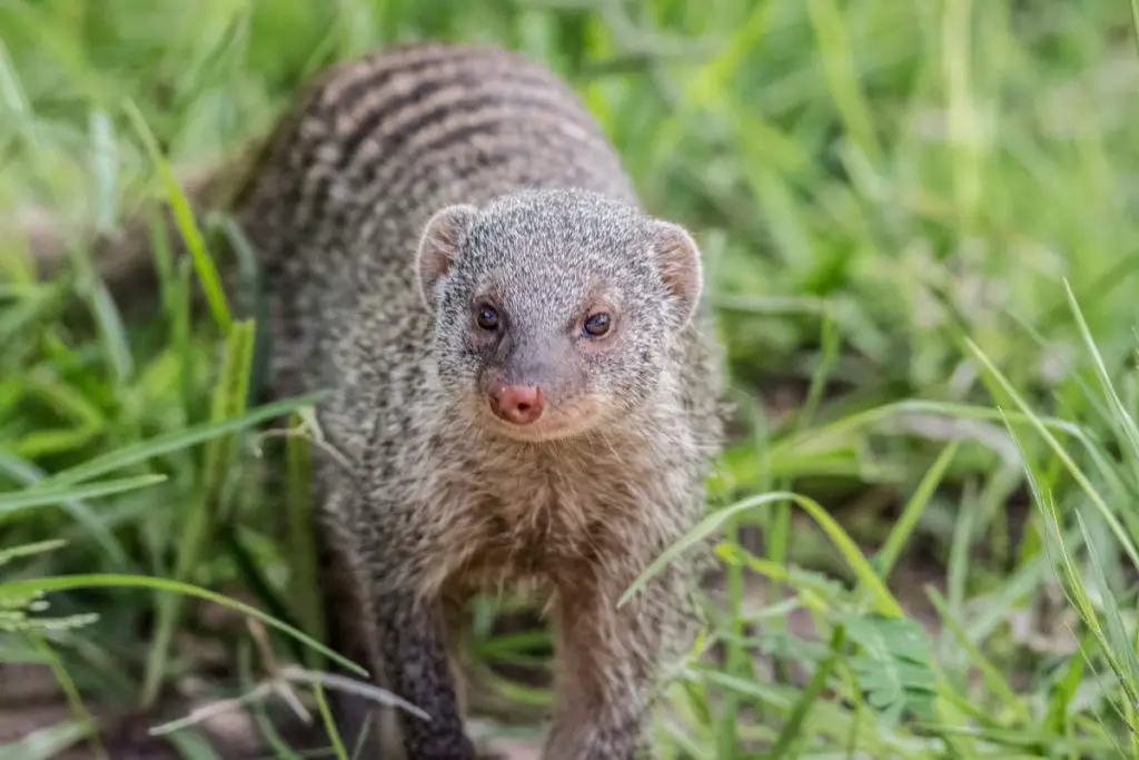 Mongoose