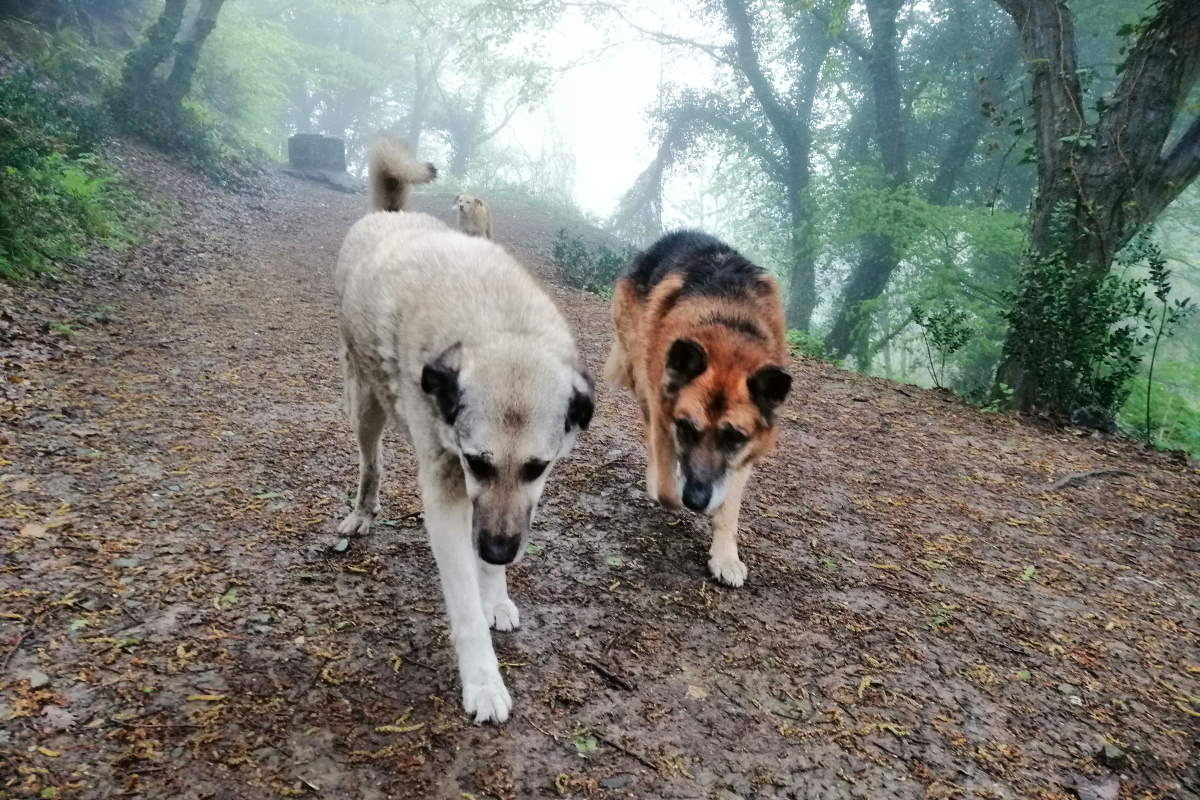 Dogs in misty forest