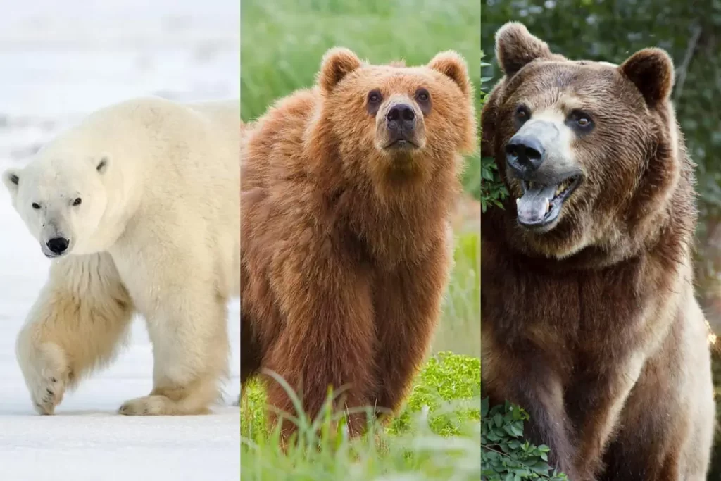 Three largest bear species in the world: Polar bear, Kodiak bear, and the Grizzly bear.