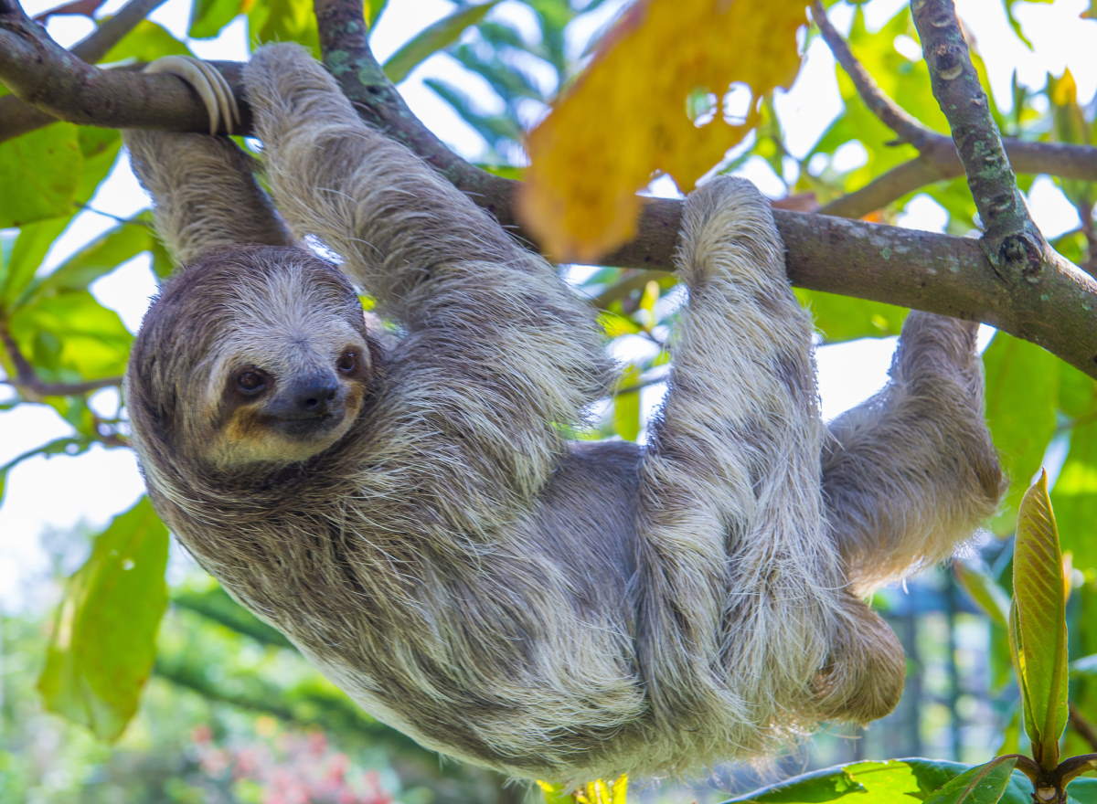 Sloth climbing a tree in Costa Rica rainforest