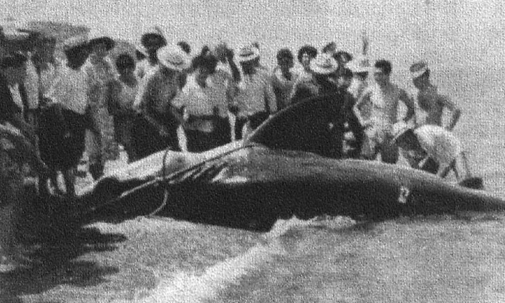 Largest great white sharks ever recorded: 1961 Sicily great white shark