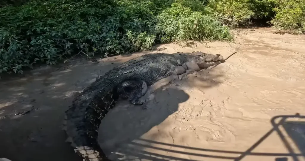 Largest crocodiles ever recorded: Dominator, the saltwater giant