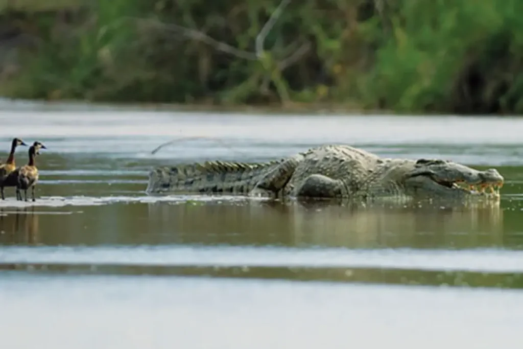 Largest crocodiles ever recorded: A photograph of Gustave, the largest Nile crocodile by Martin Best for National Geographic