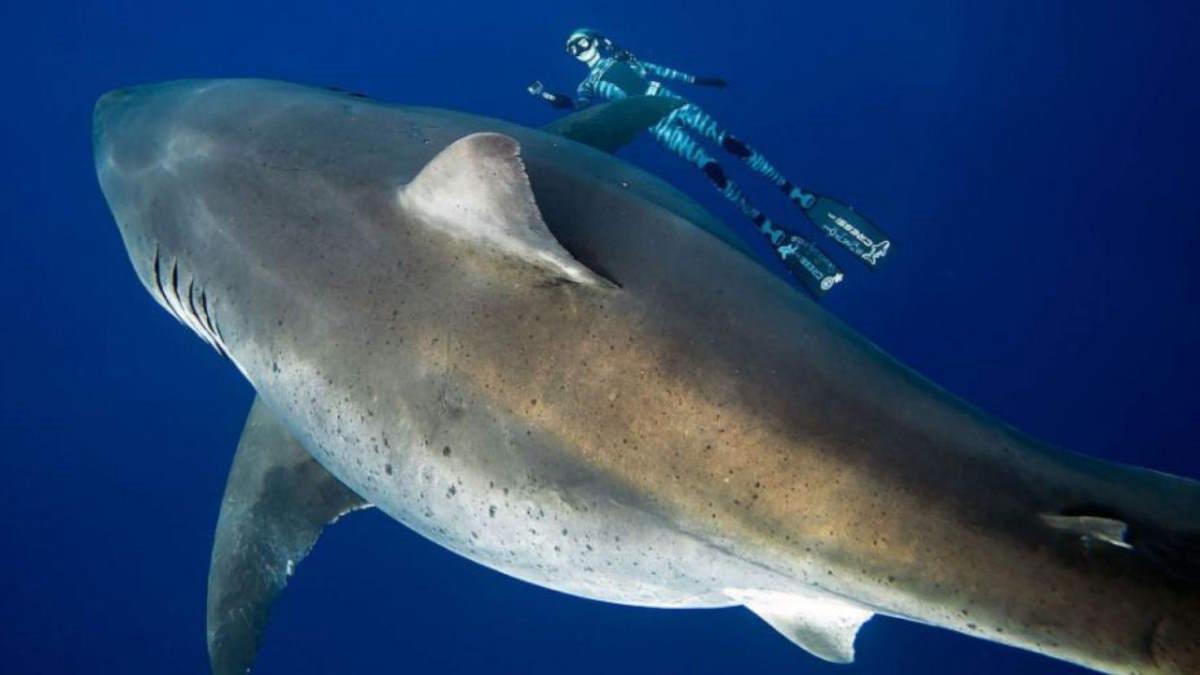 Haole Girl, a massive great white shark estimated to be around 20 feet in length (6.10 meters), seen off the coast of Oahu, Hawaii. Captured swimming alongside a diver, this image showcases her impressive size and presence, as she was observed feeding on a whale carcass. It is one of the largest great whites ever photographed.