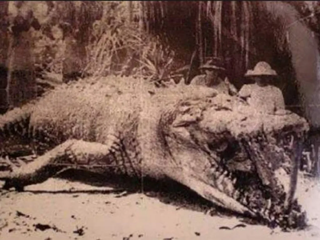 Krys the crocodile