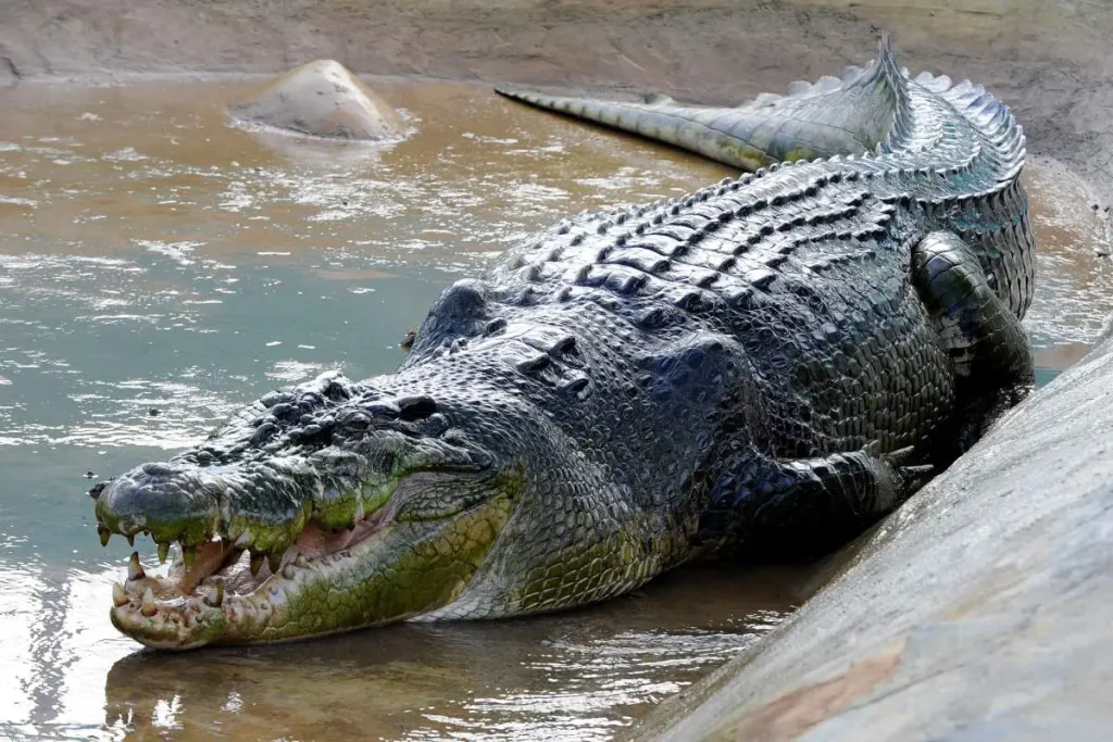 At 6.17 meters (20 feet 3 in), Lolong was the largest crocodile ever measured from snout to tail.