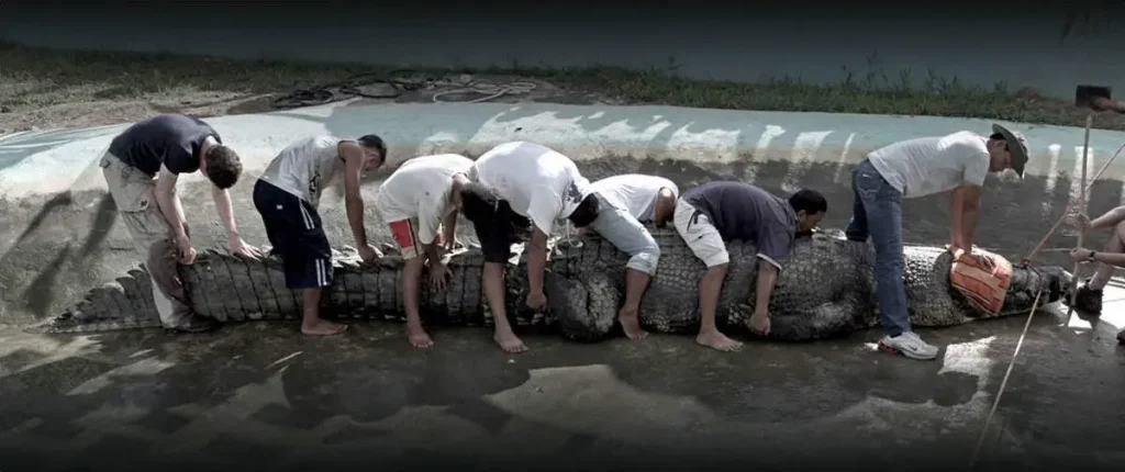 The size of Lolong, the biggest crocodile ever measured