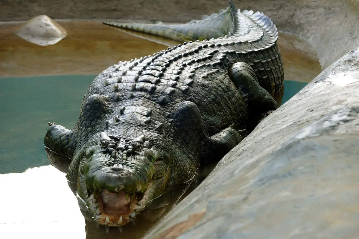 largest crocodile in the world gustave