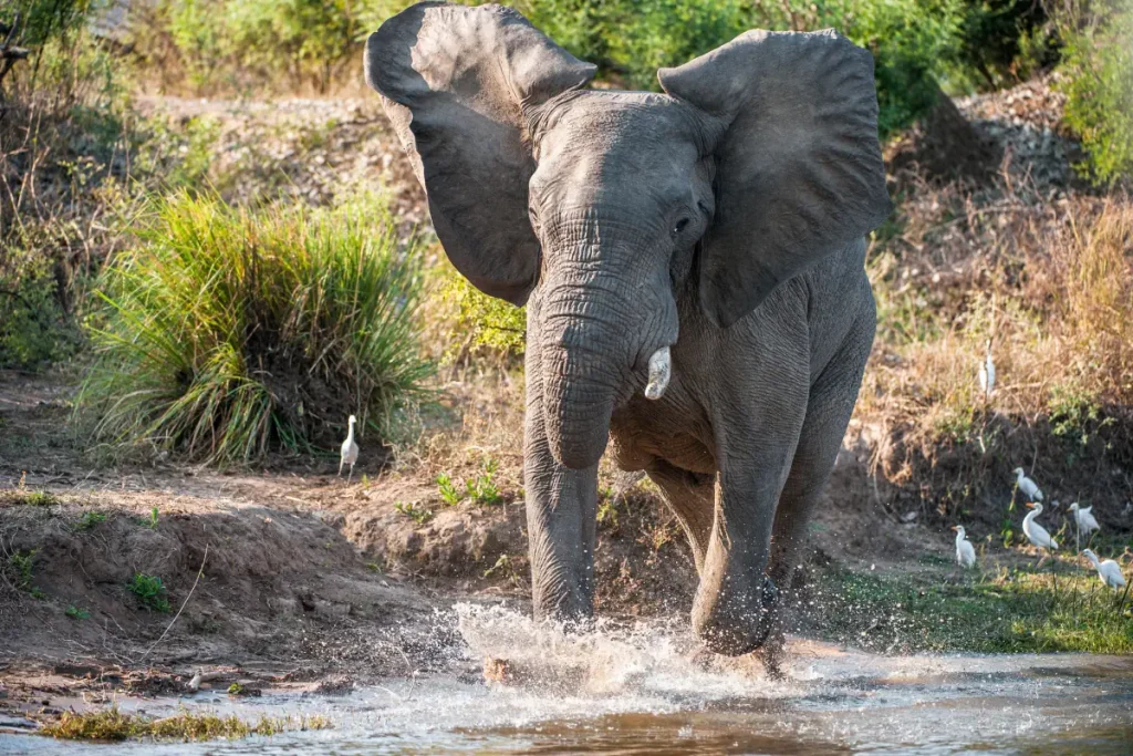 Elephants cannot jump. A running African Bush elephant