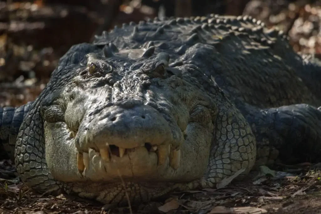 Largest crocodiles ever recorded: Smaug the crocodile (photo by Adam Britton)