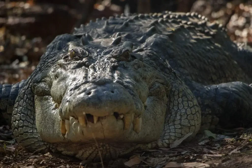 Largest crocodiles ever recorded: Smaug the crocodile