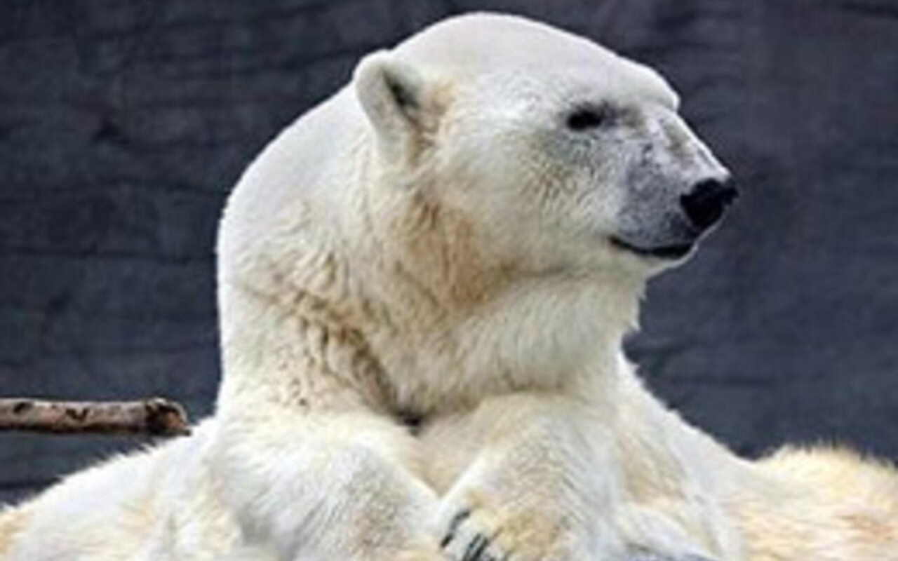 Debby, the oldest polar bear