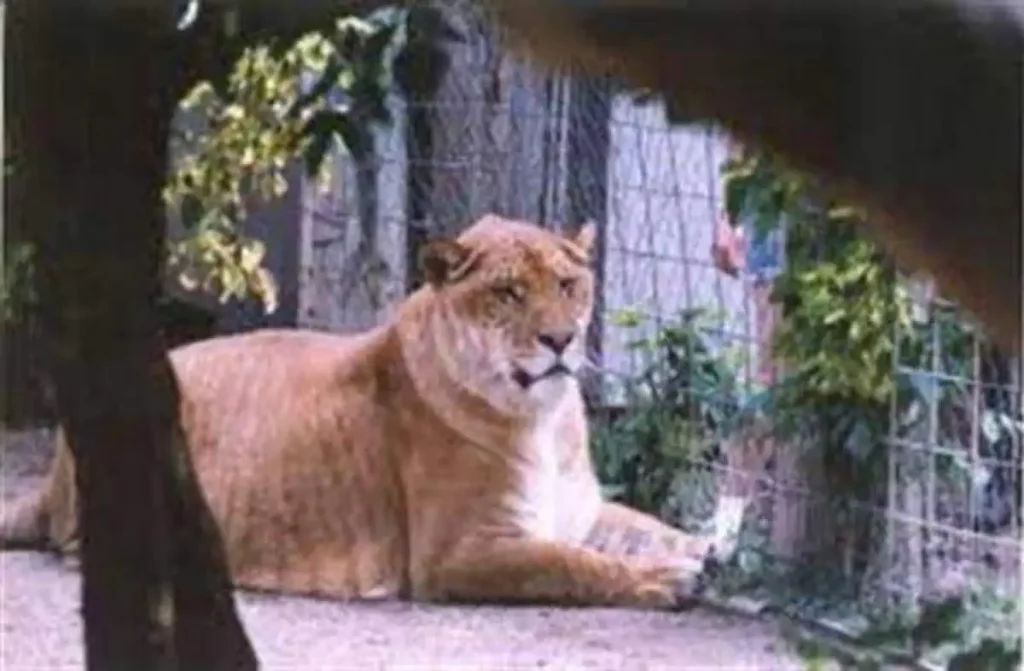 Nook the liger, the largest cat ever lived on Earth