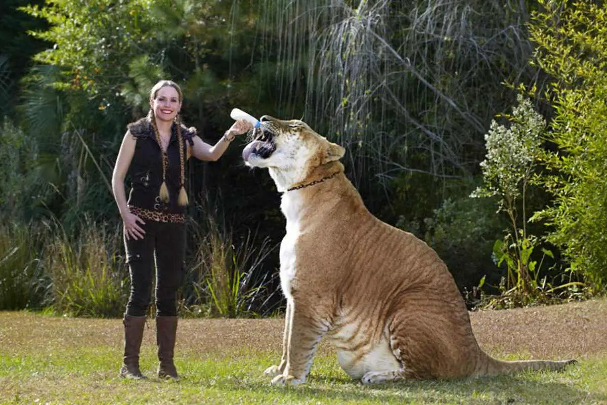 Hercules the liger - the largest living cat in the world