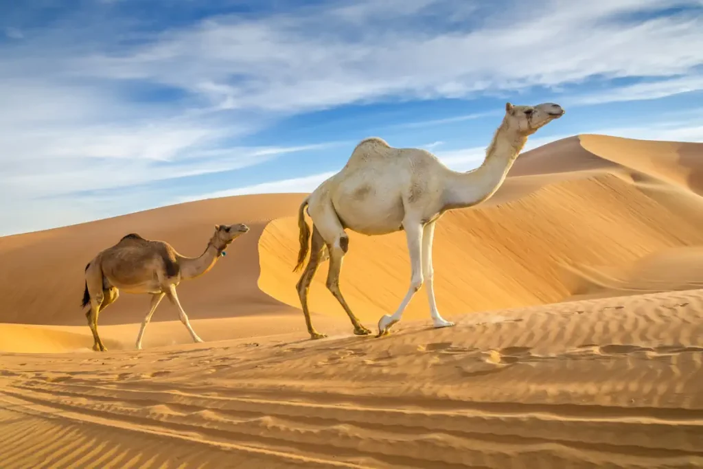 Camels walking through the Arabian desert