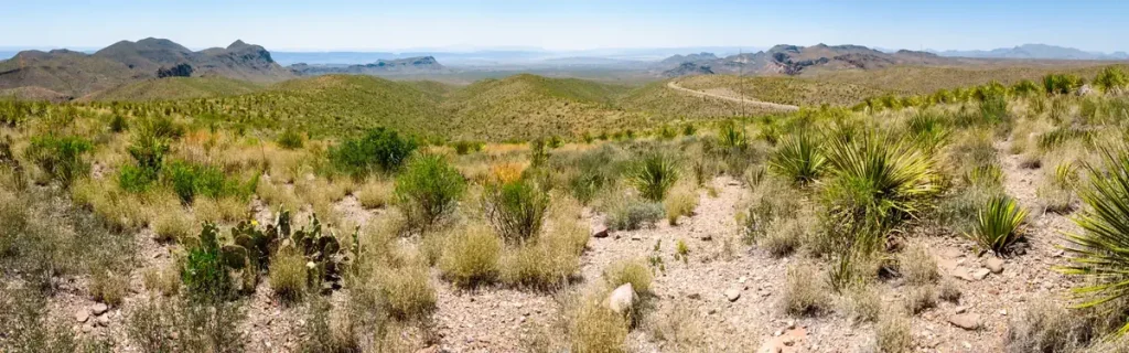 Chihuahuan desert landscape in the Big Bend National Park