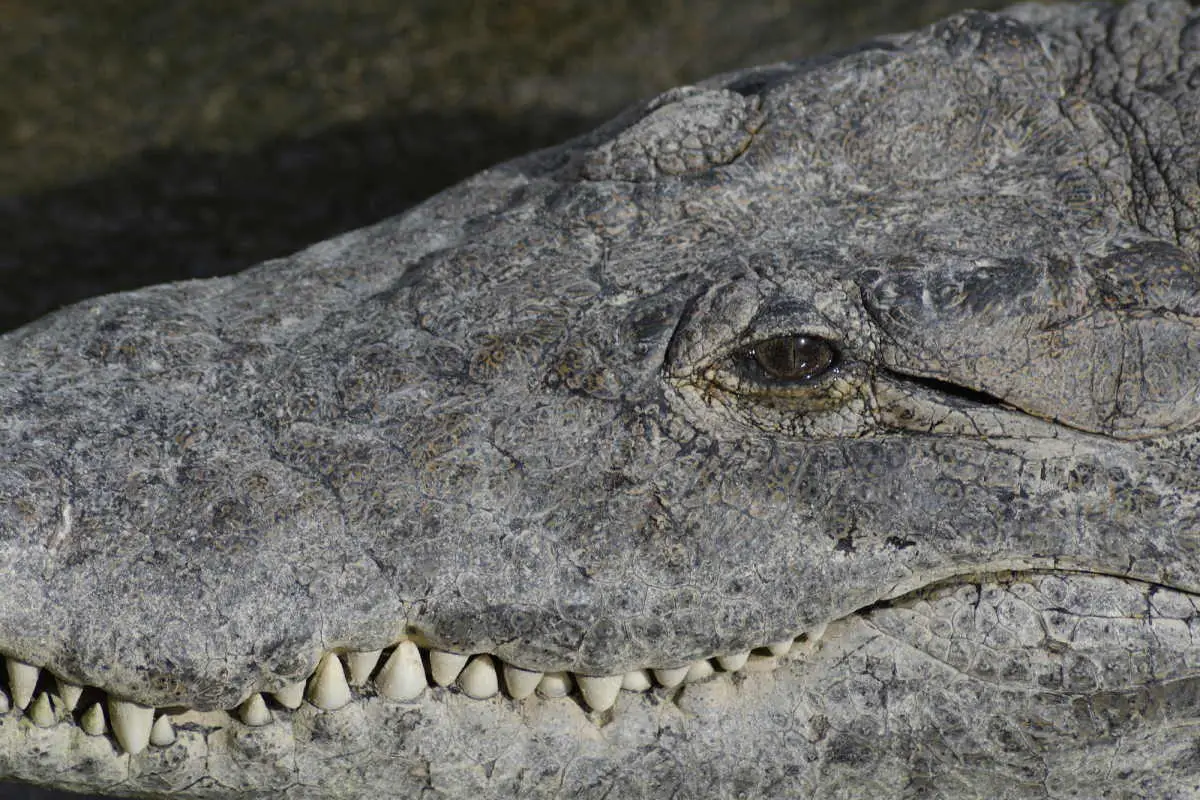 Do crocodiles really cry? Crocodile tears