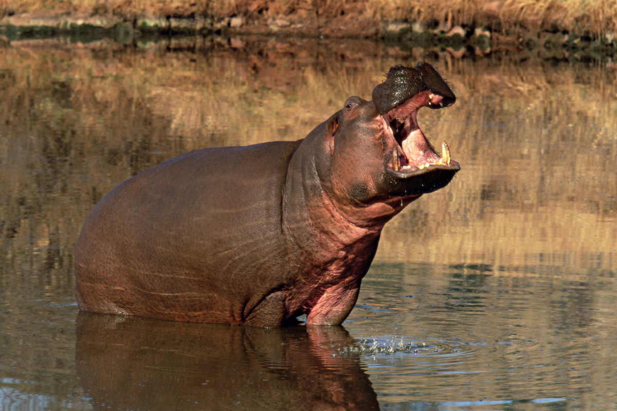 Why crocodiles do not hunt hippopotamuses - a hippopotamus, mouth open