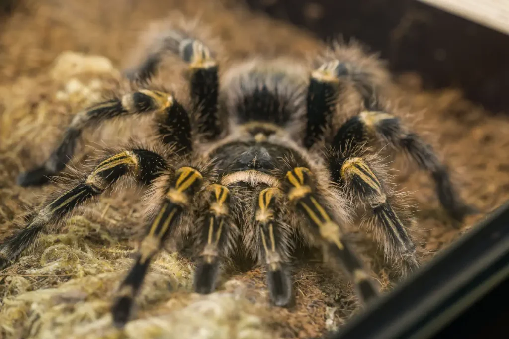 Largest spiders: Chaco golden knee (Grammostola pulchripes)