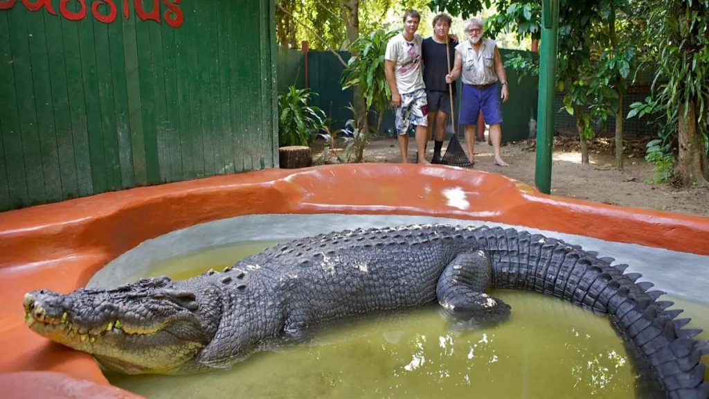 Cassius, the largest crocodile in captivity.