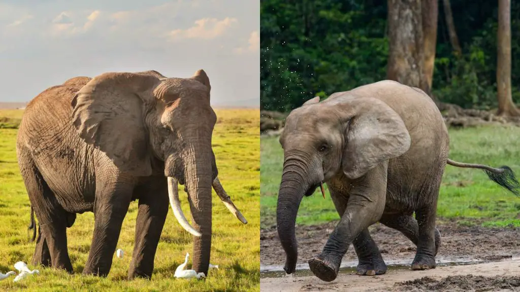 African Bush Elephant vs African Forest Elephant: 15 Differences