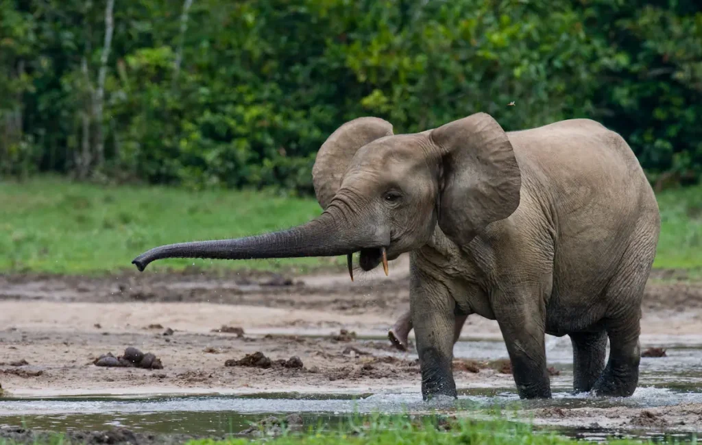 Differences between the African Bush Elephant and the African Forest Elephant: African Forest Elephants have straighter, downward-pointing tusks.