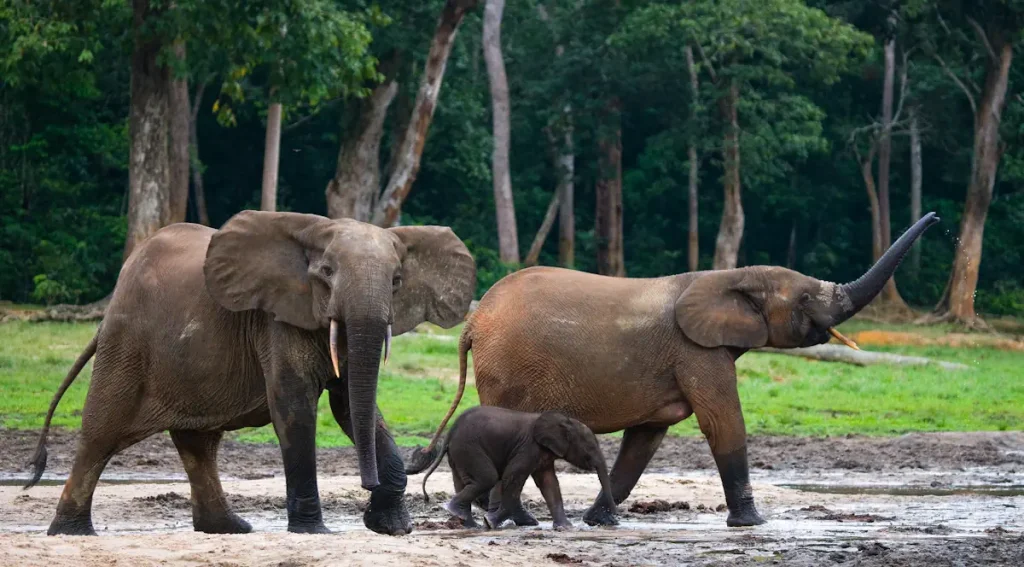 African Forest Elephant family