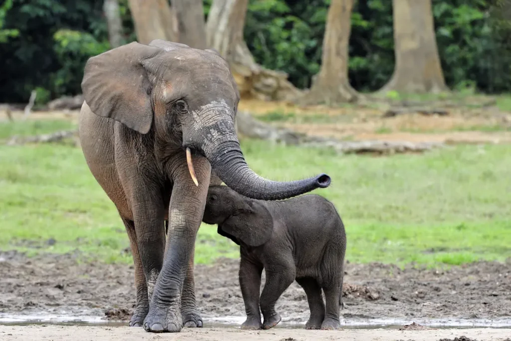 An African Forest Elephant with her calf.