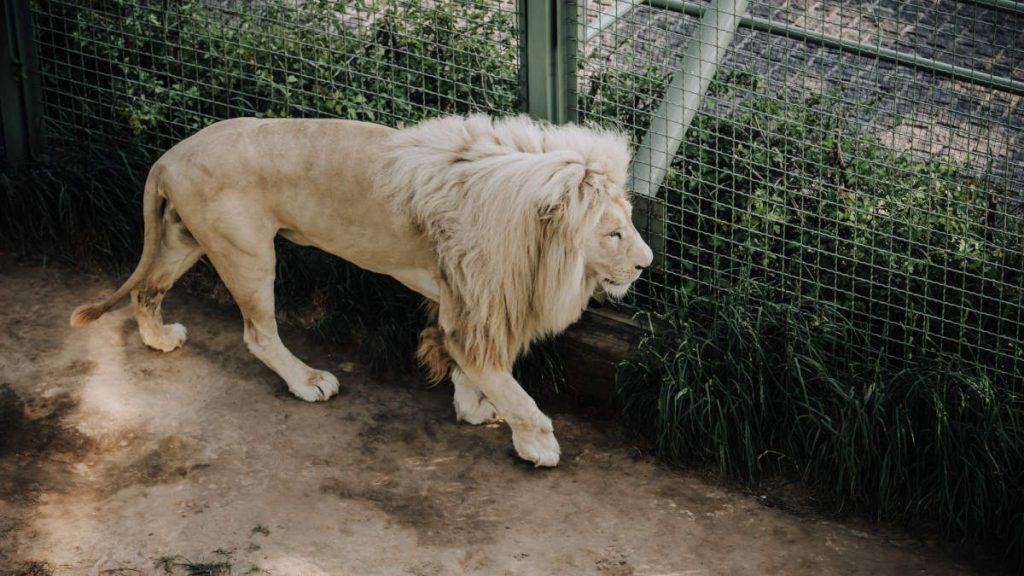 A captive African male white lion in zoo