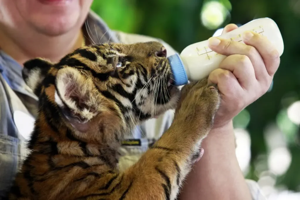 Bottle feeding tiger cub